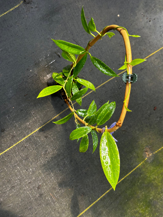 Hoya blashernaezii - Trellised