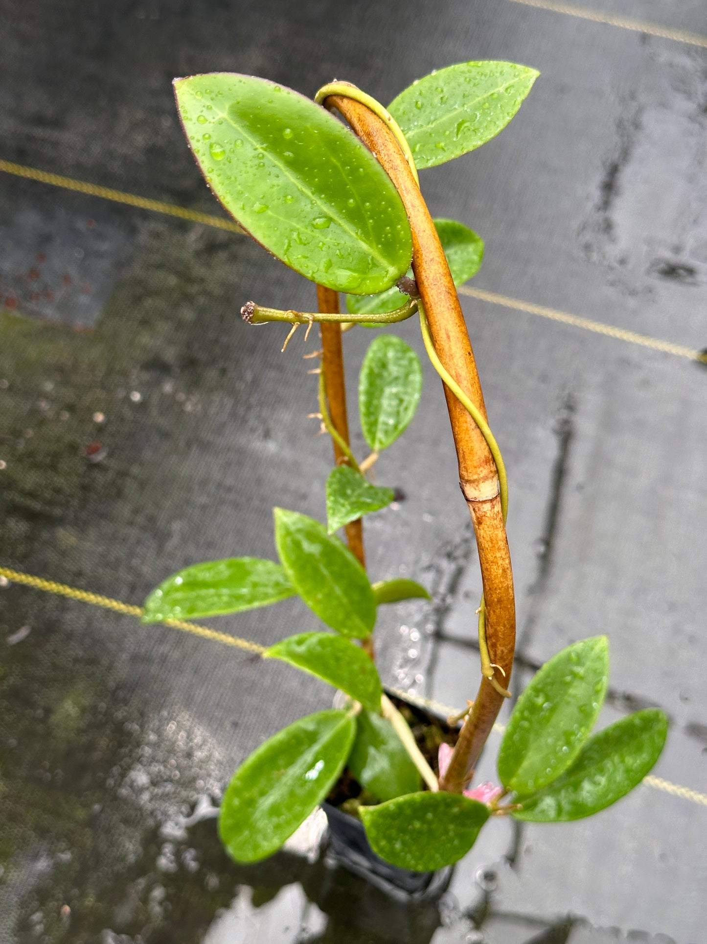 Hoya sp. Hai Phong - Trellised