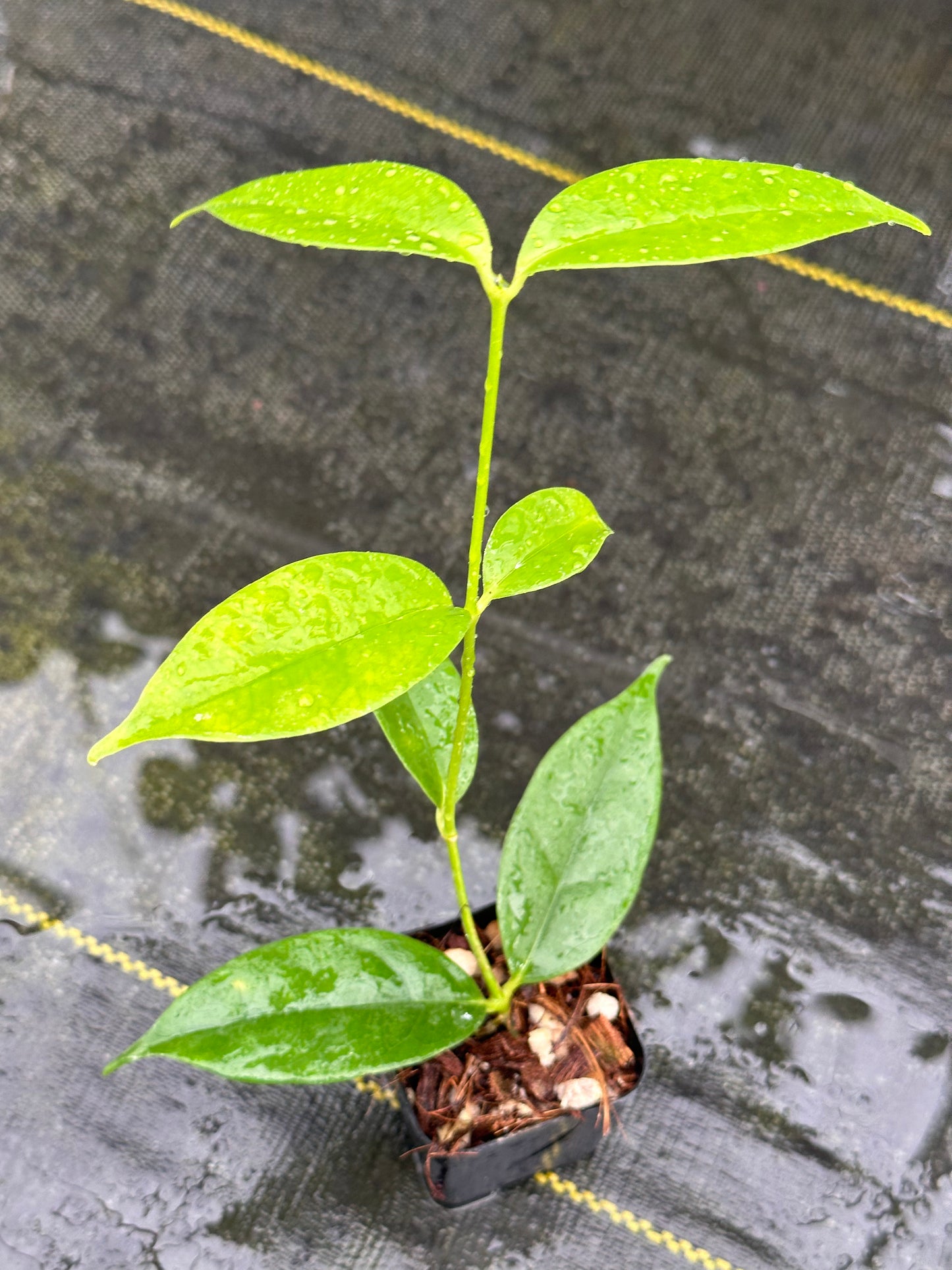 Hoya danumensis ssp. amarii
