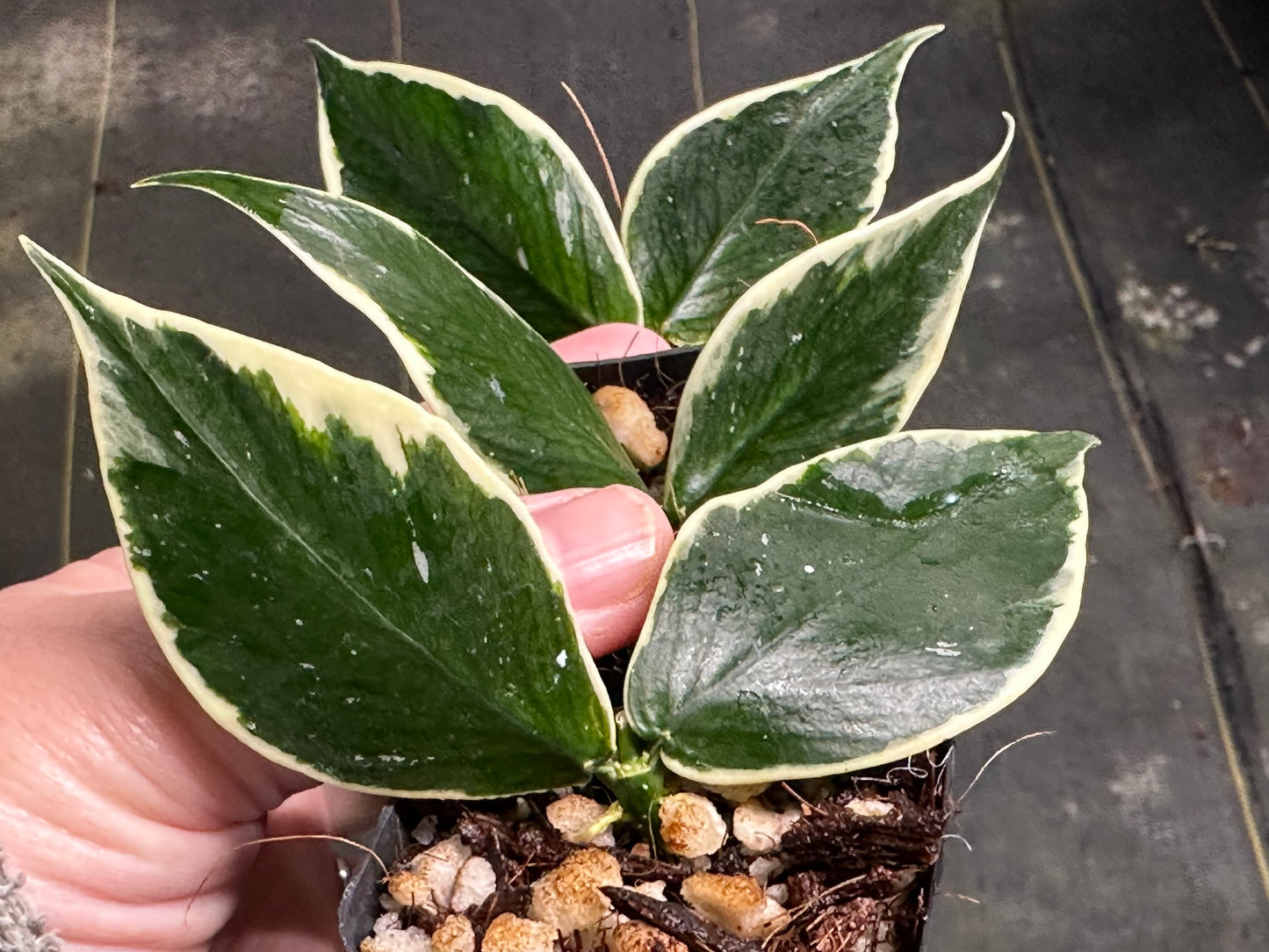 Hoya polyneura (outer variegated)