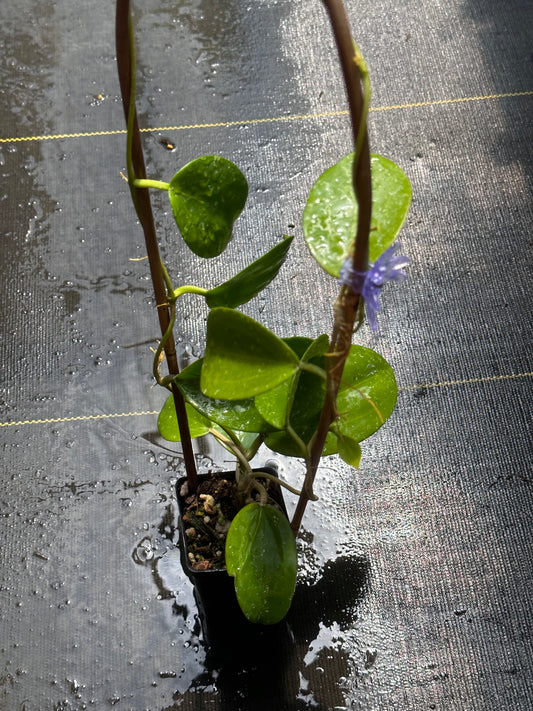 Hoya sp. Da Lat (round leaves)