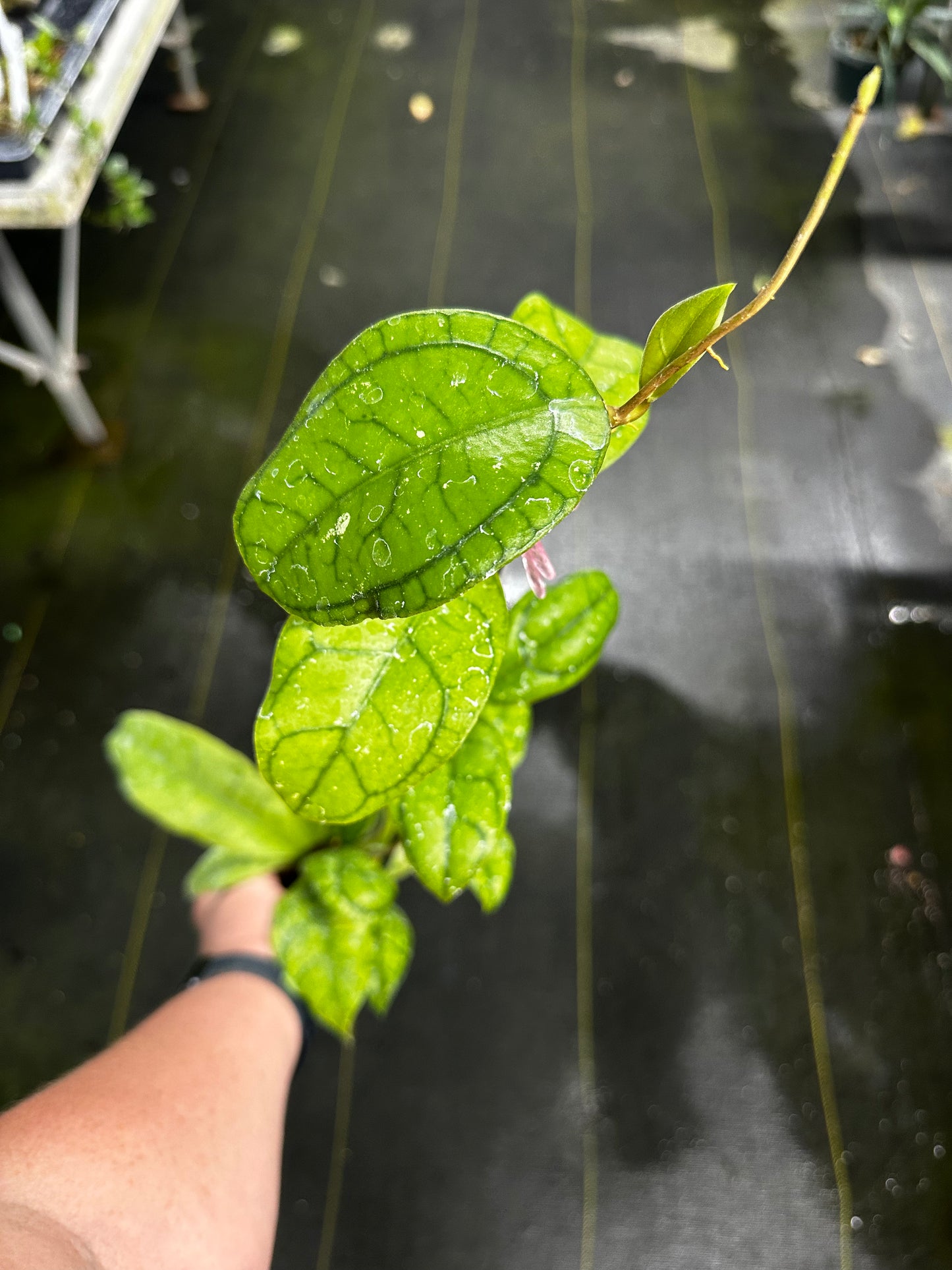 Hoya callistophylla ‘Vena’