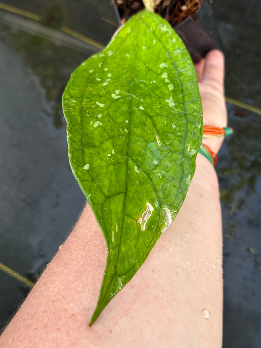 Hoya sp. Germany