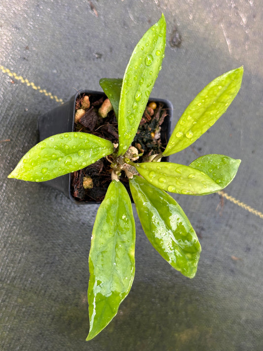 Hoya ‘Lemon’