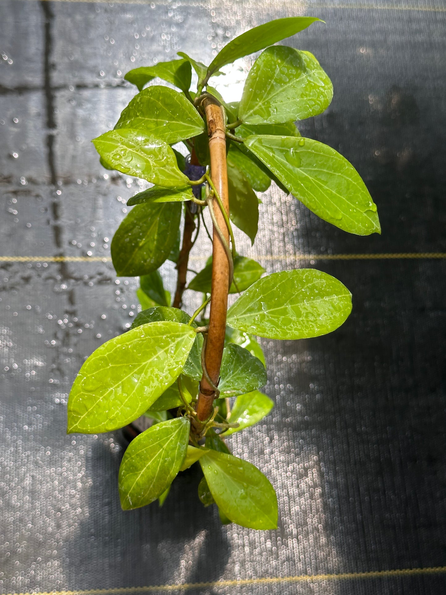 Hoya camphorifolia MPR 02 IML 1866 - Trellised