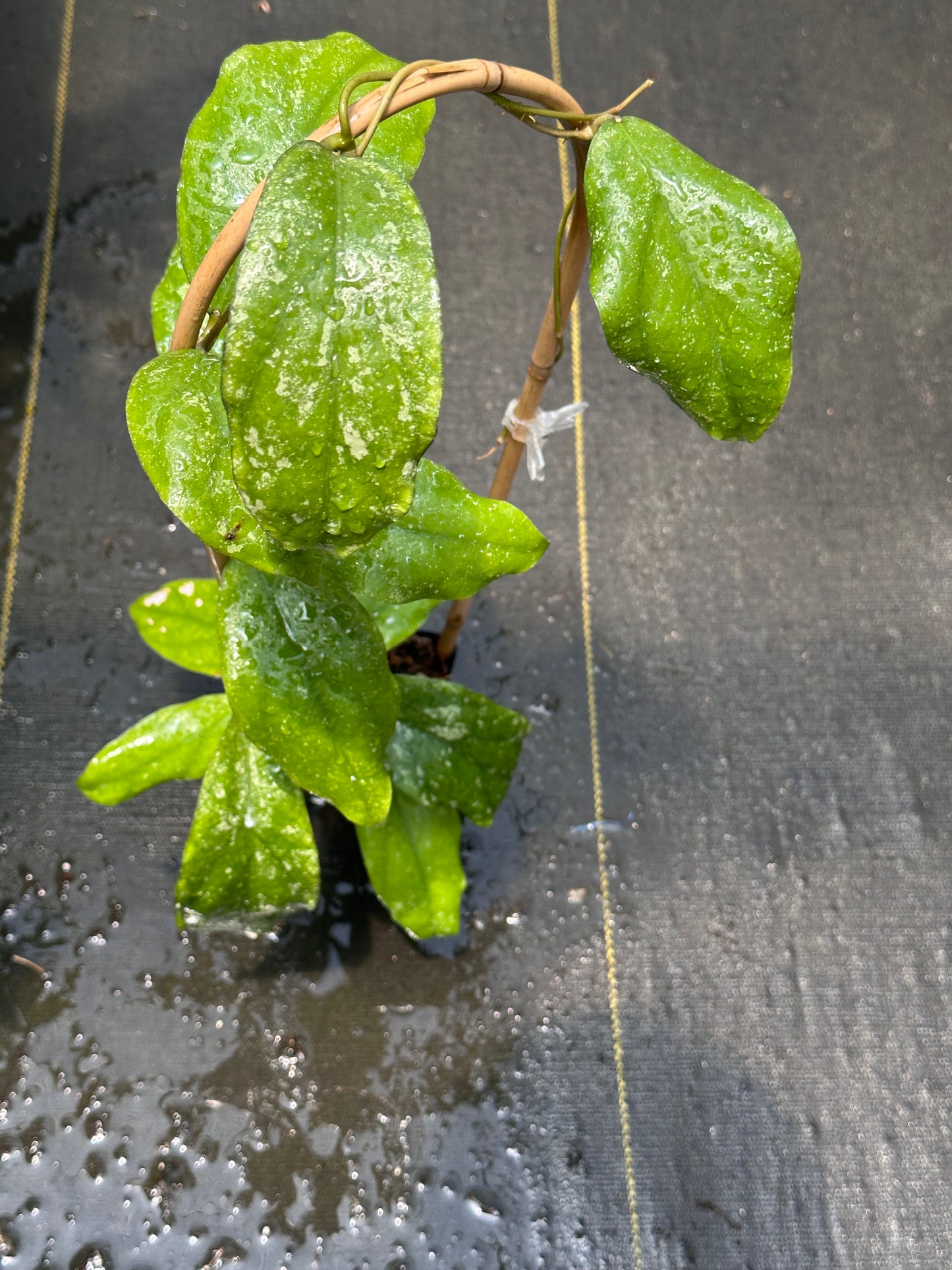 Hoya sp. Limbang (splash) - Trellised