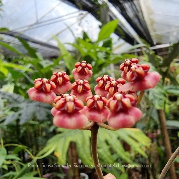 Hoya sp. Sulawesi No. 7