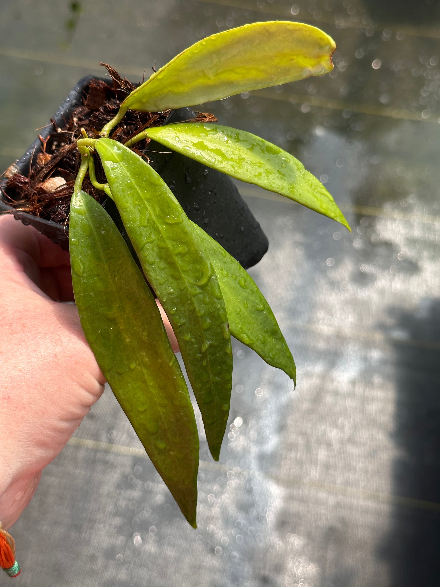 Hoya chlorantha var. tutuilensis