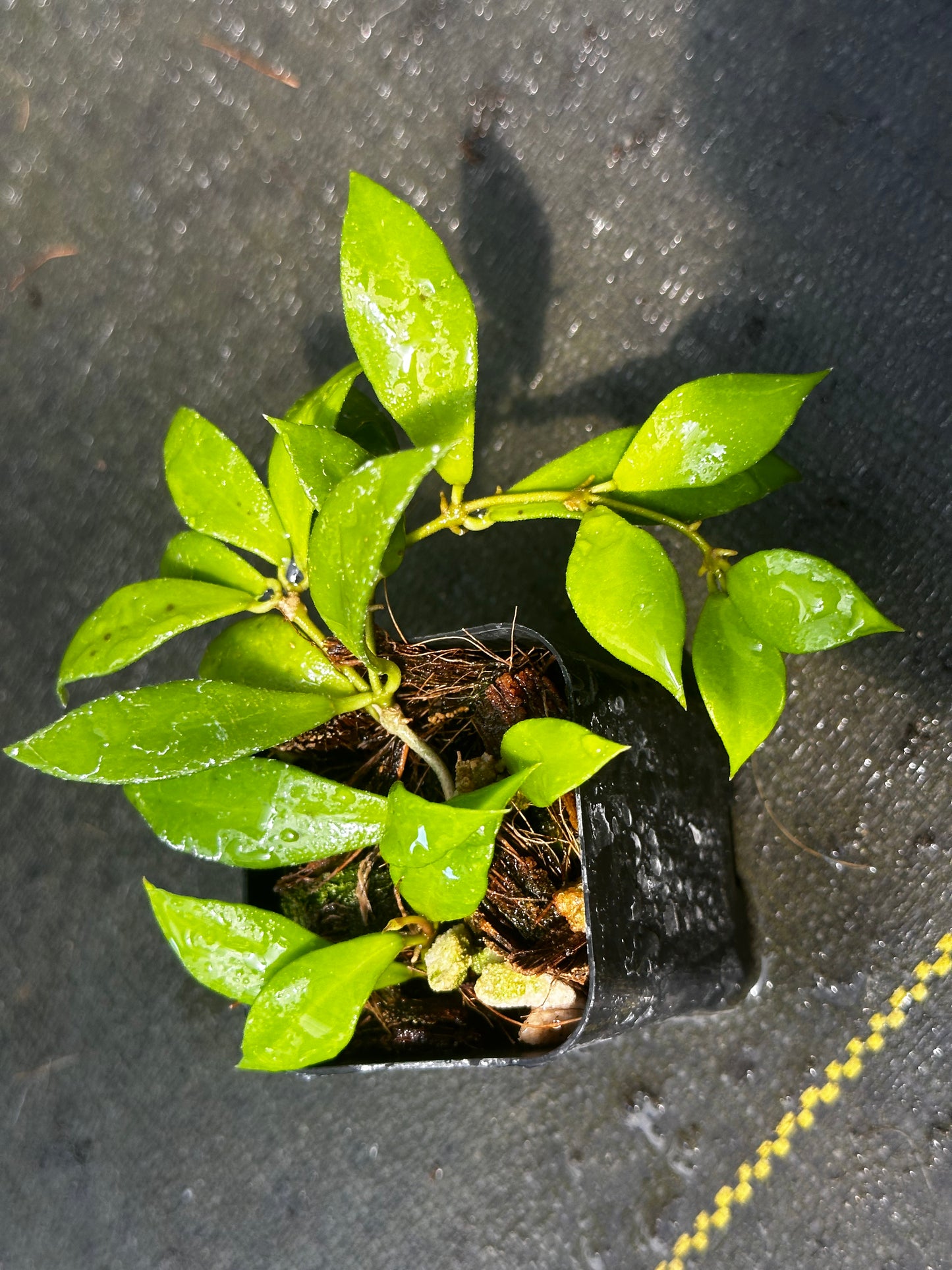 Hoya bakoensis