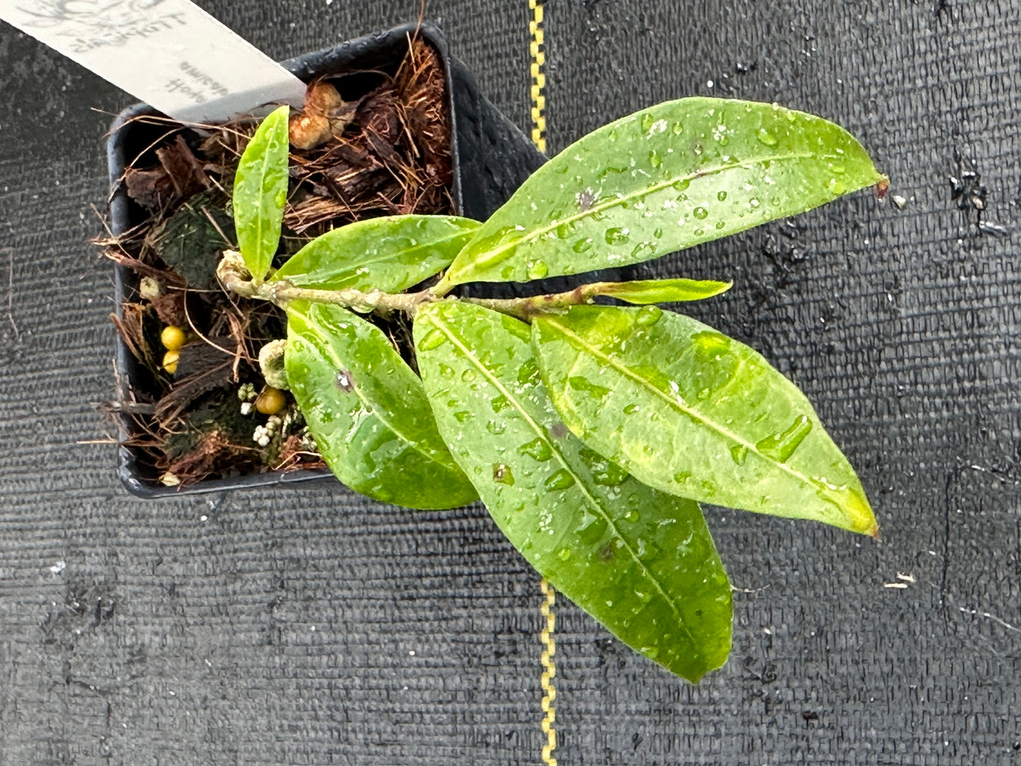 Hoya amicabilis