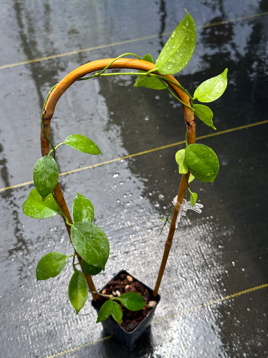 Hoya sp. Ovalau Island - Trellised