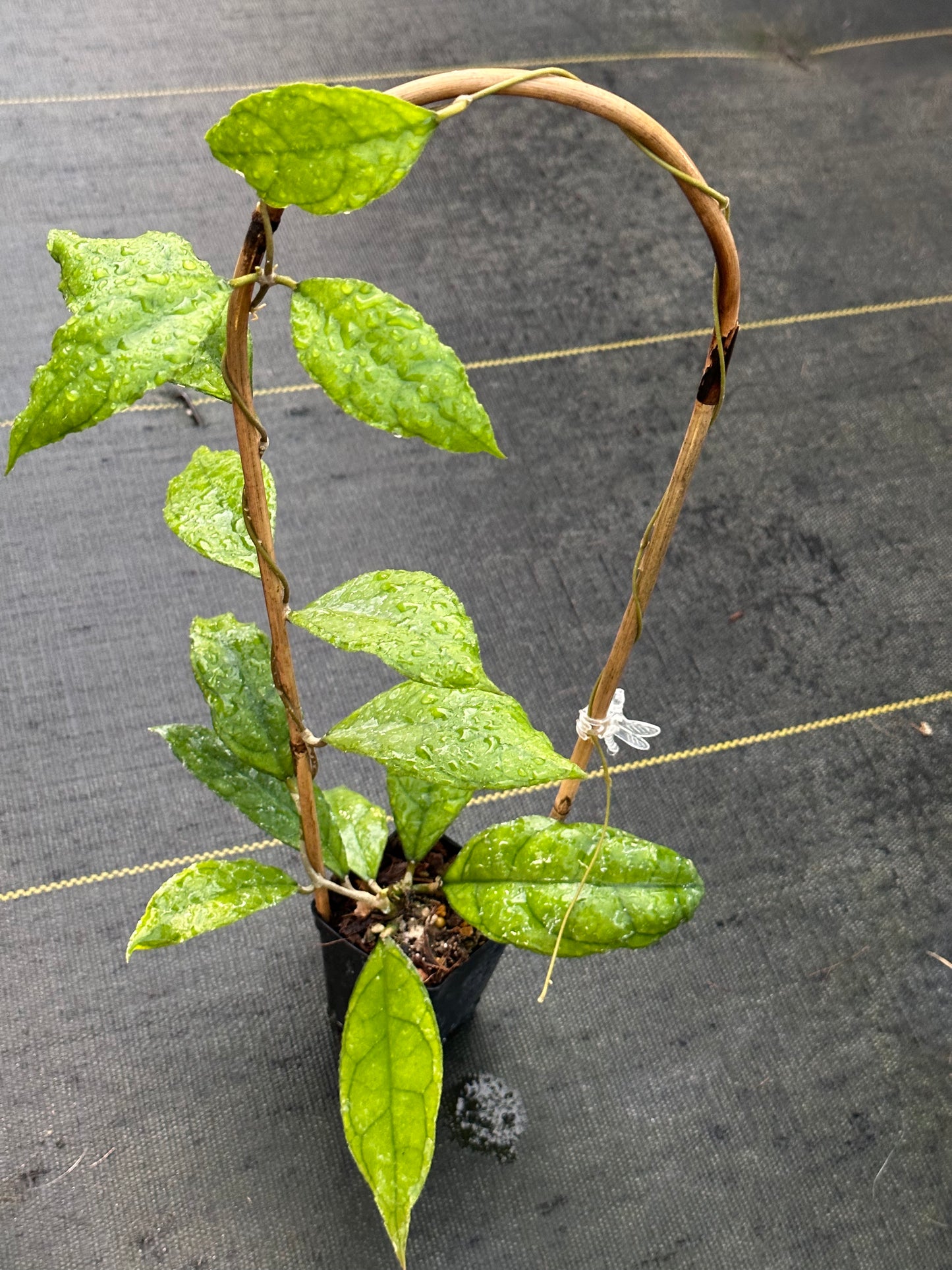 Hoya finlaysonii ‘Esta’- Trellised