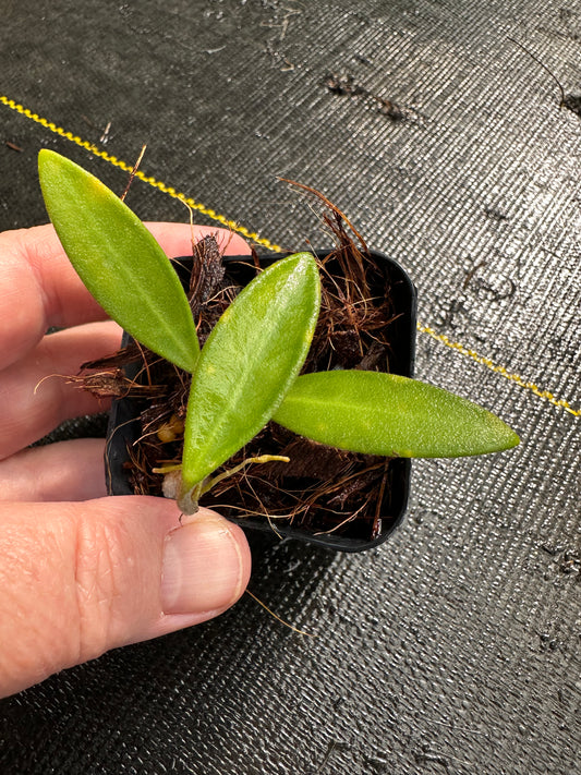 Hoya anncajanoae