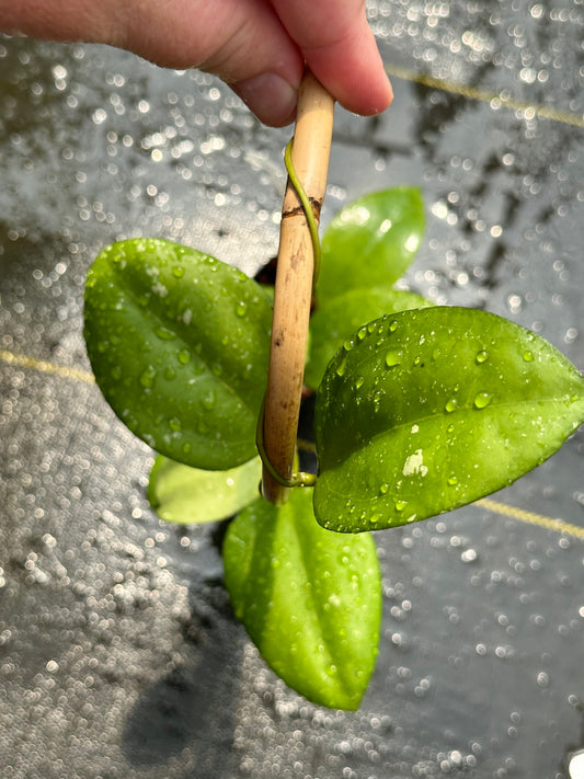 Hoya ‘Tomaz’ - Trellised