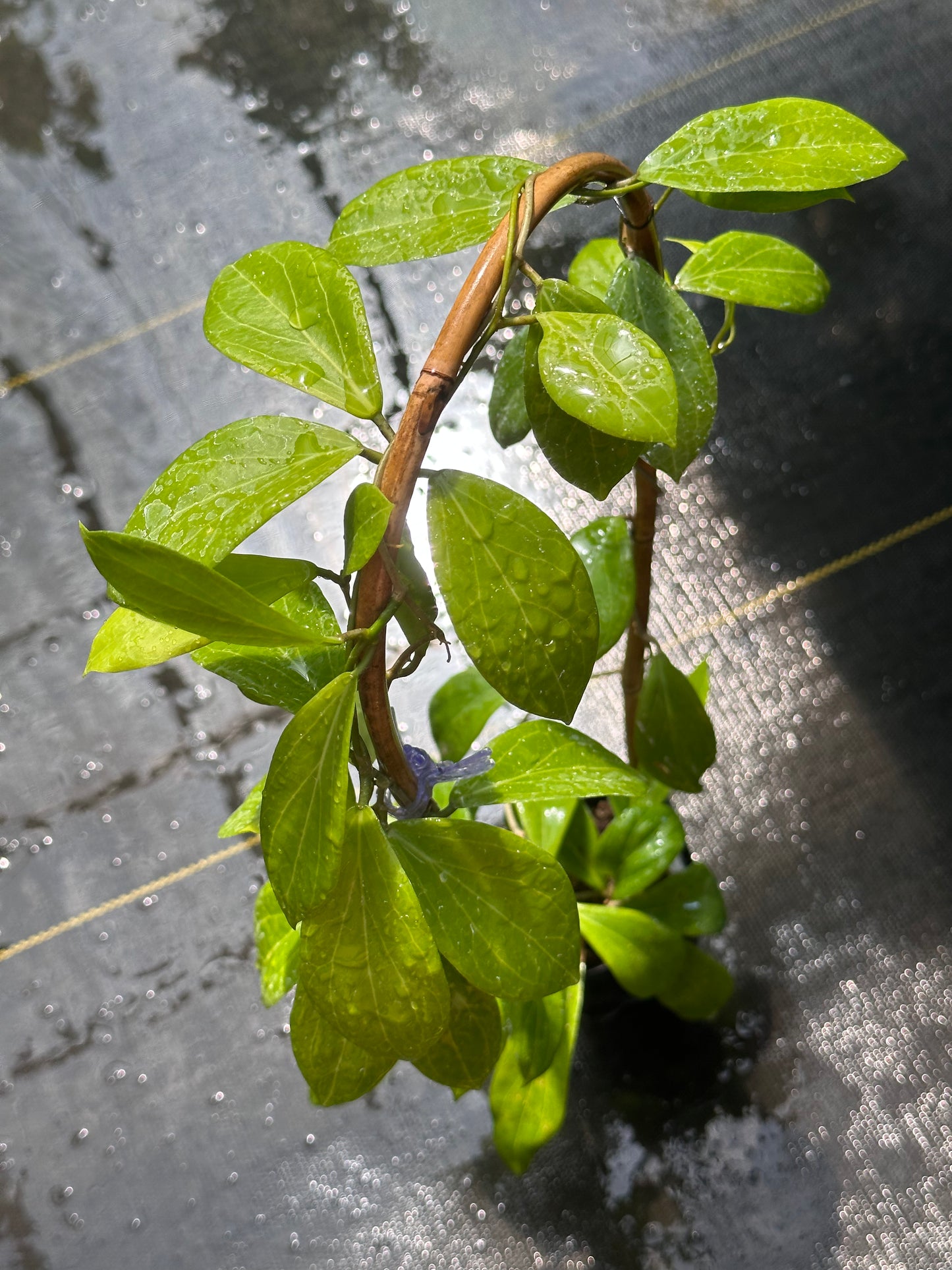 Hoya camphorifolia MPR 02 IML 1866 - Trellised