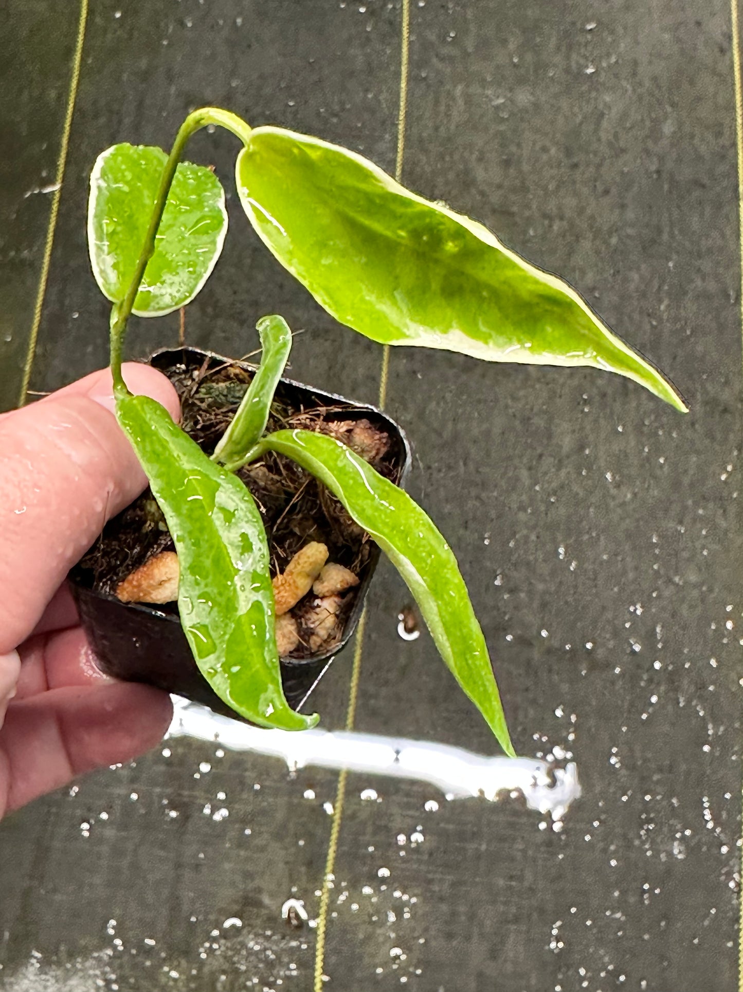 Hoya kenejiana (outer variegated)