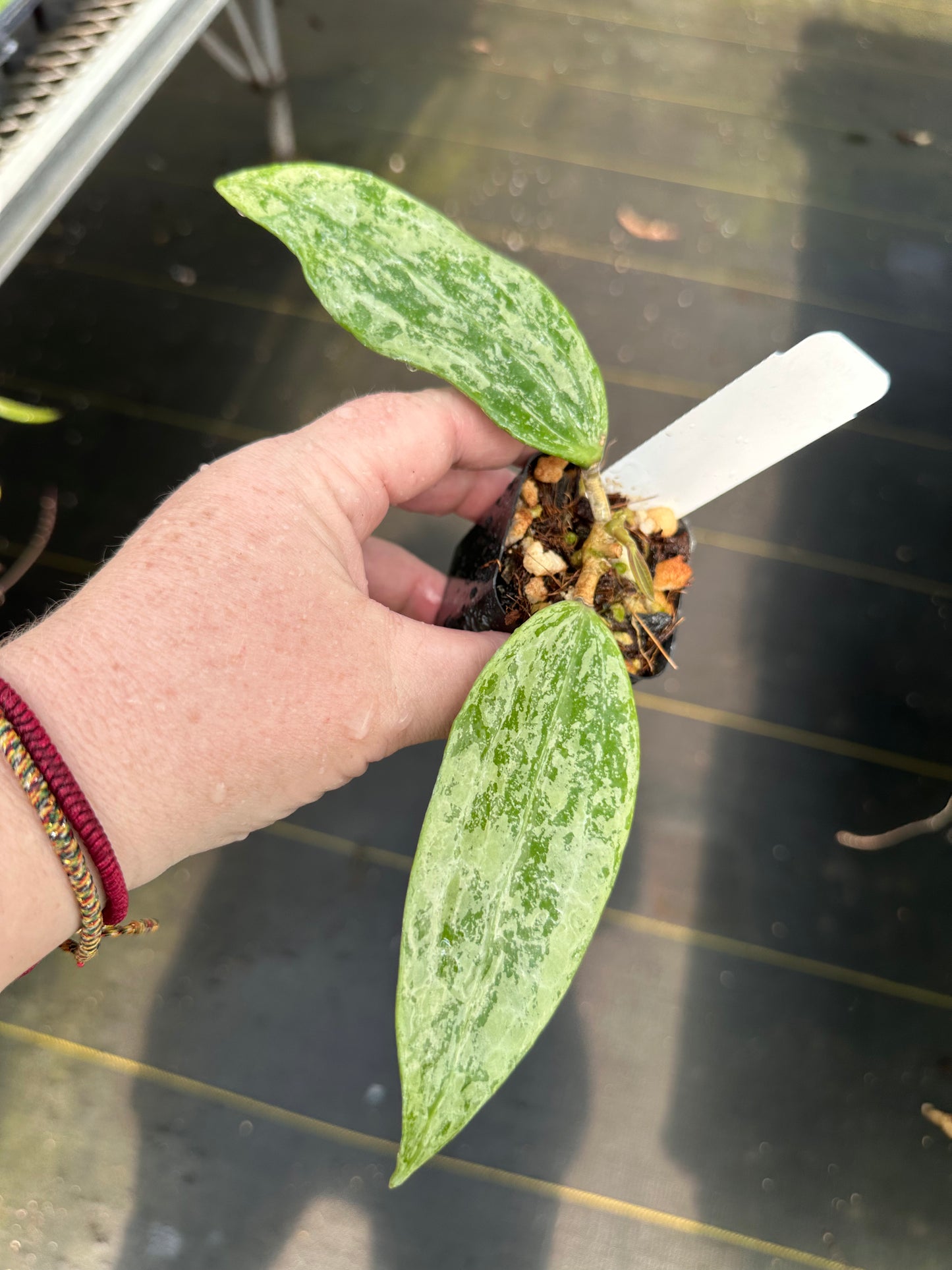 Hoya sp. Rangsan