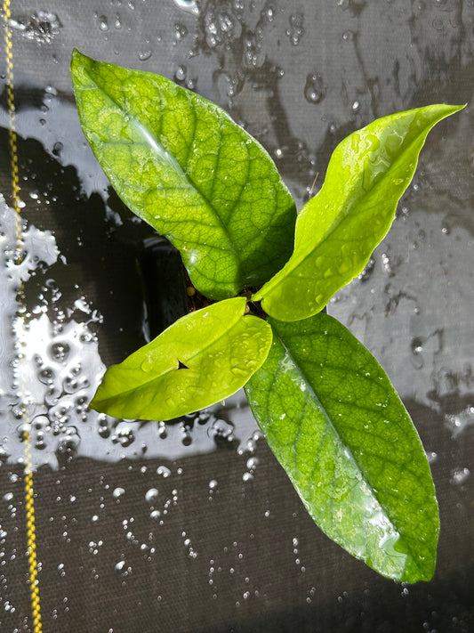 Hoya sp. Tam Dao