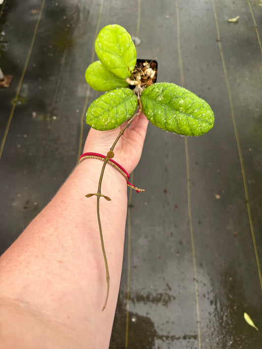 Hoya ‘Larisa’