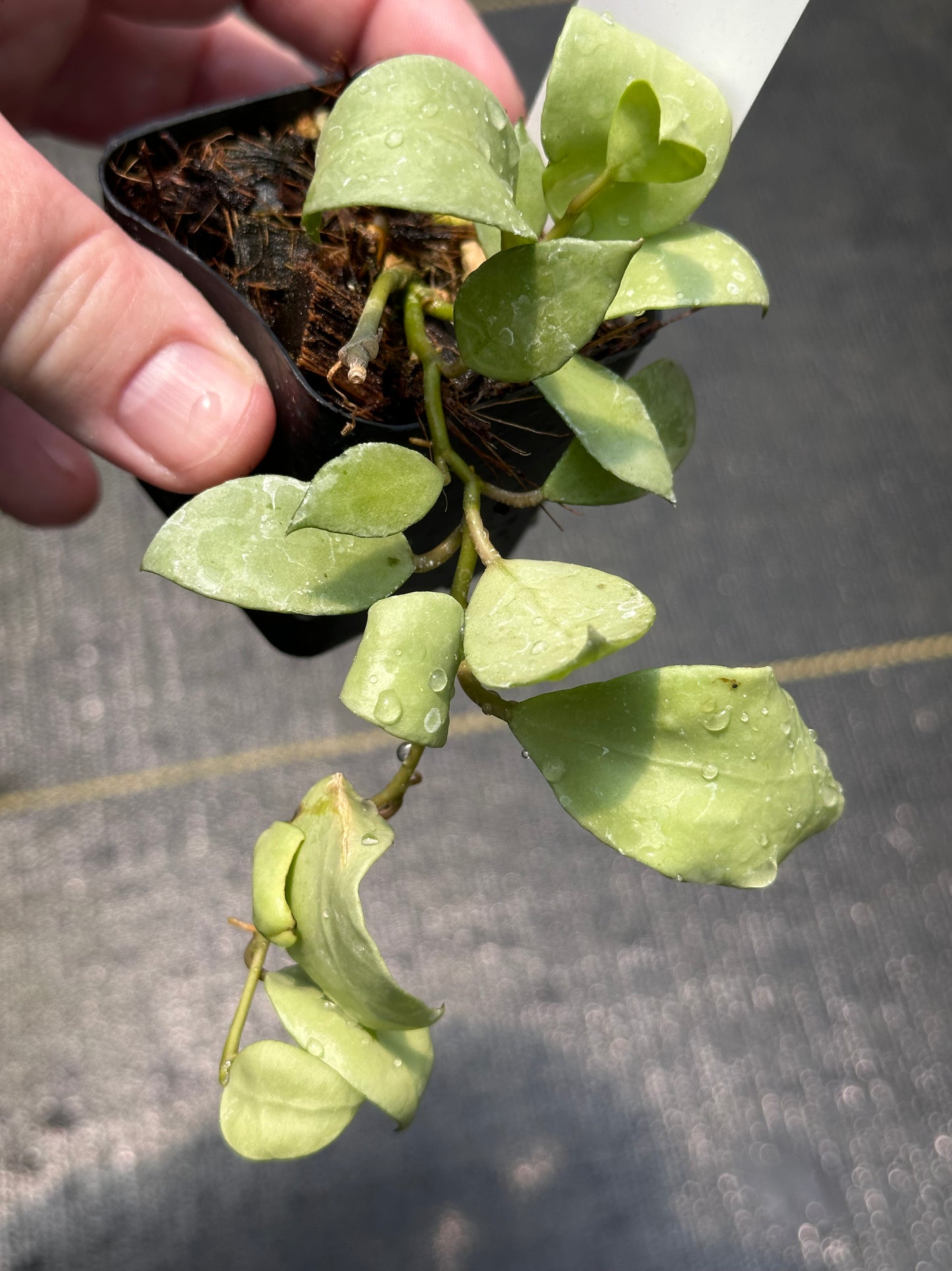 Hoya lacunosa ‘Silver Full Moon’