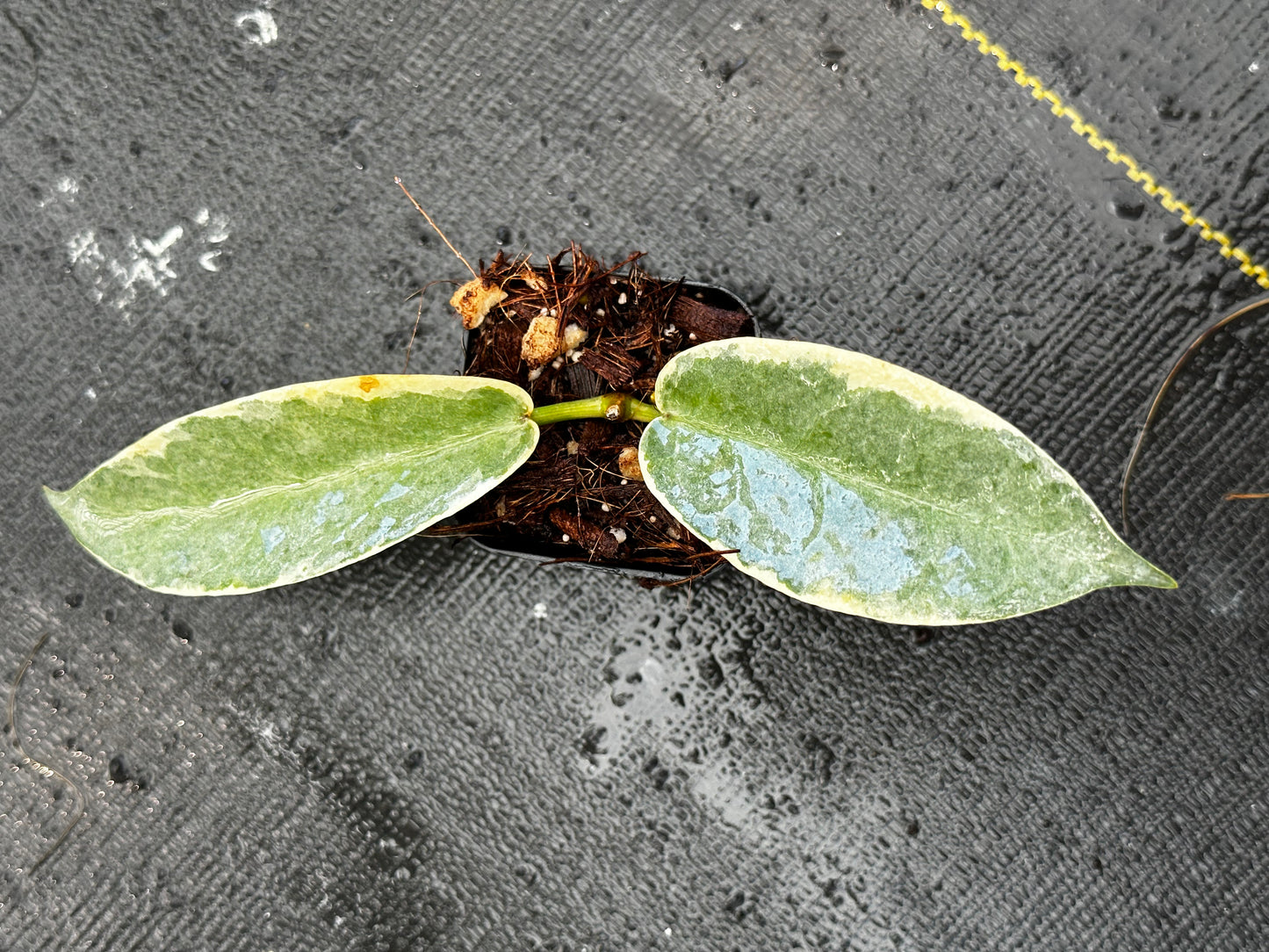 Hoya archboldiana (outer variegated)