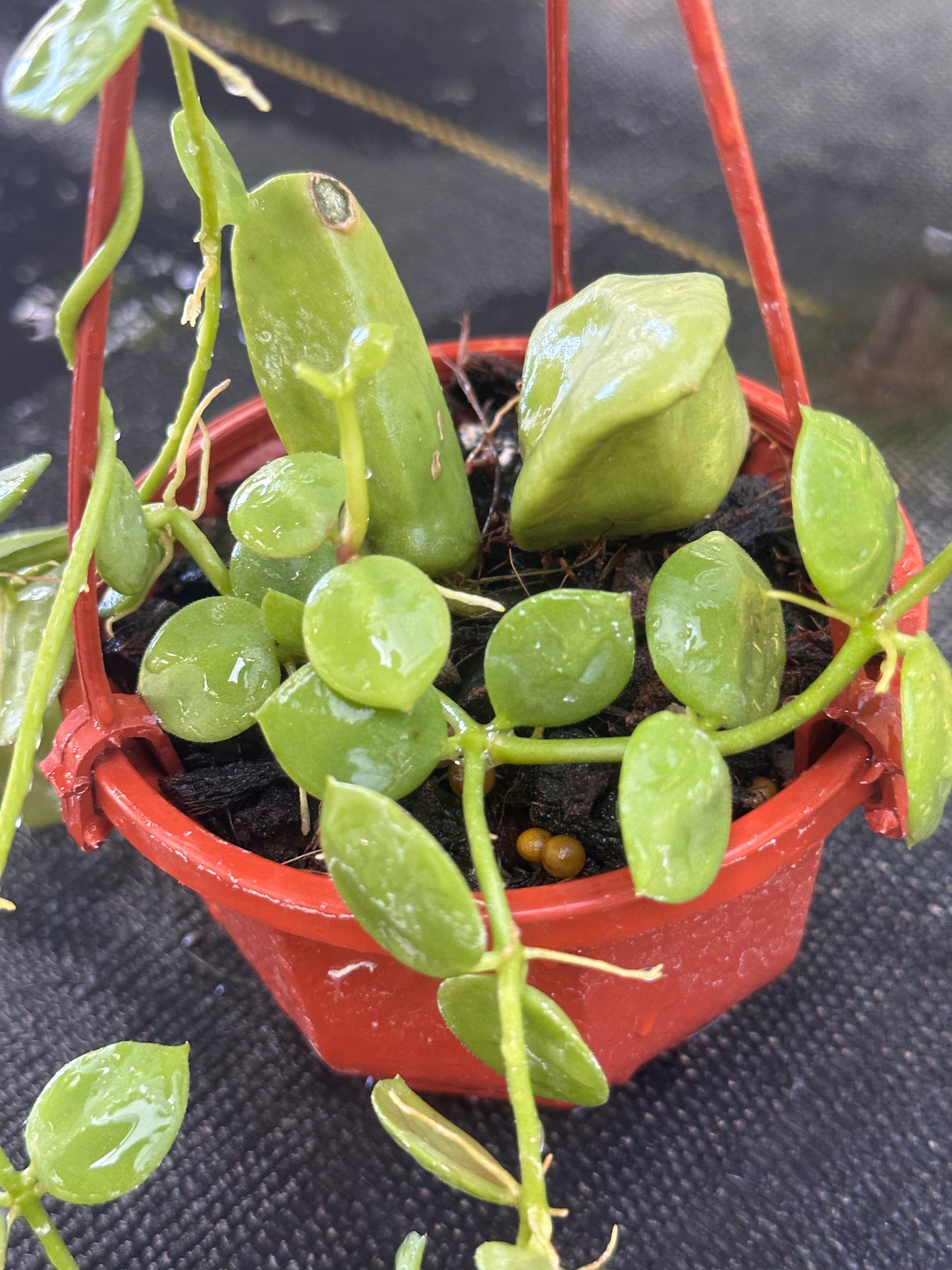 Dischidia major - Hanging Basket