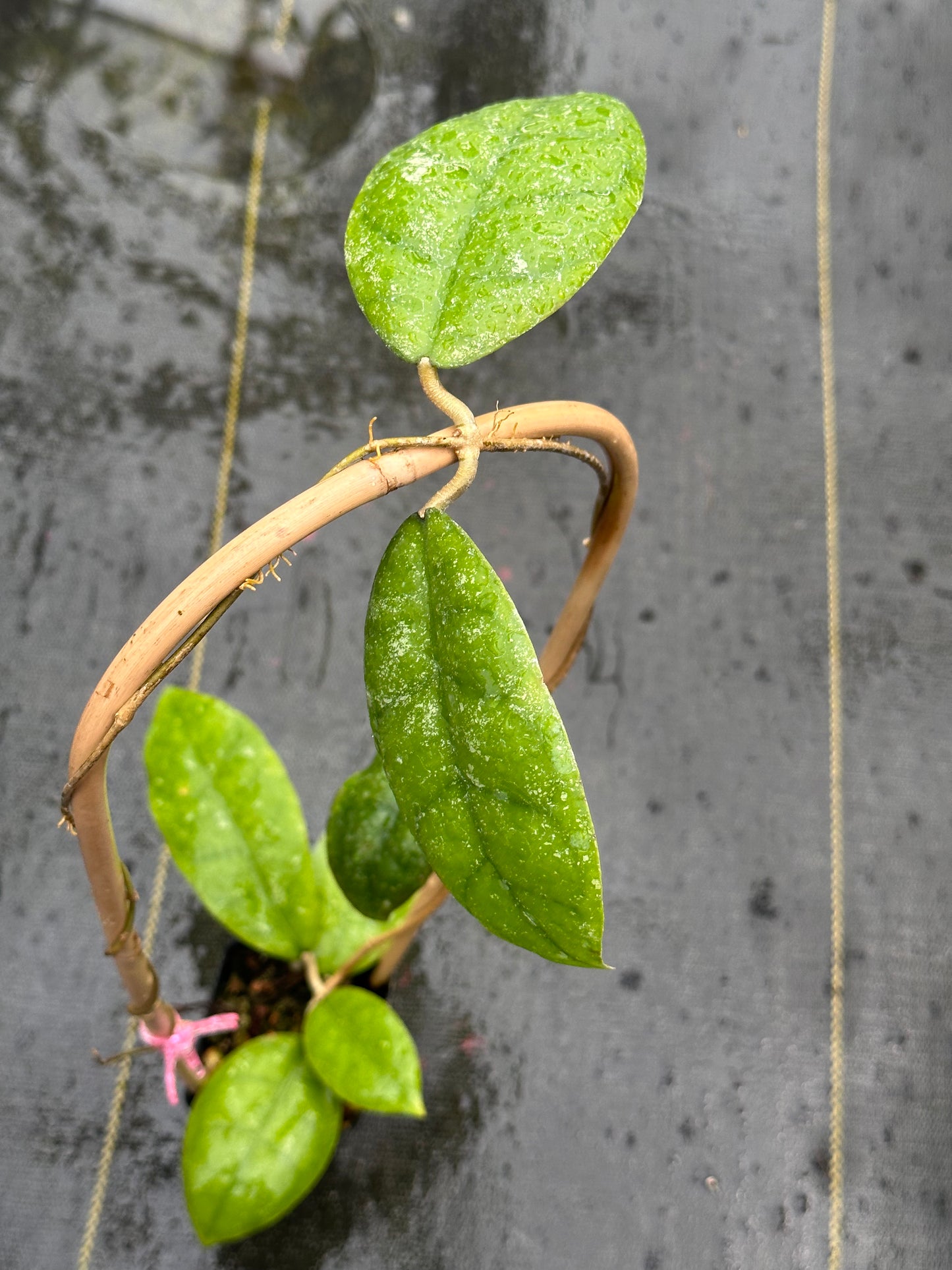 Hoya sp. Kalsel