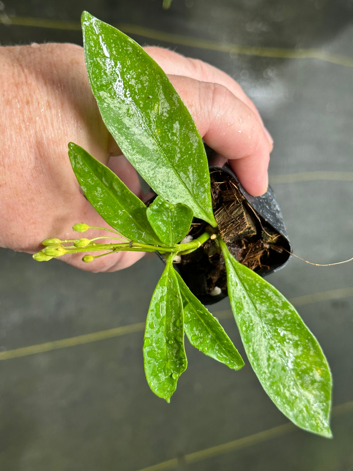 Hoya occultata (splash)