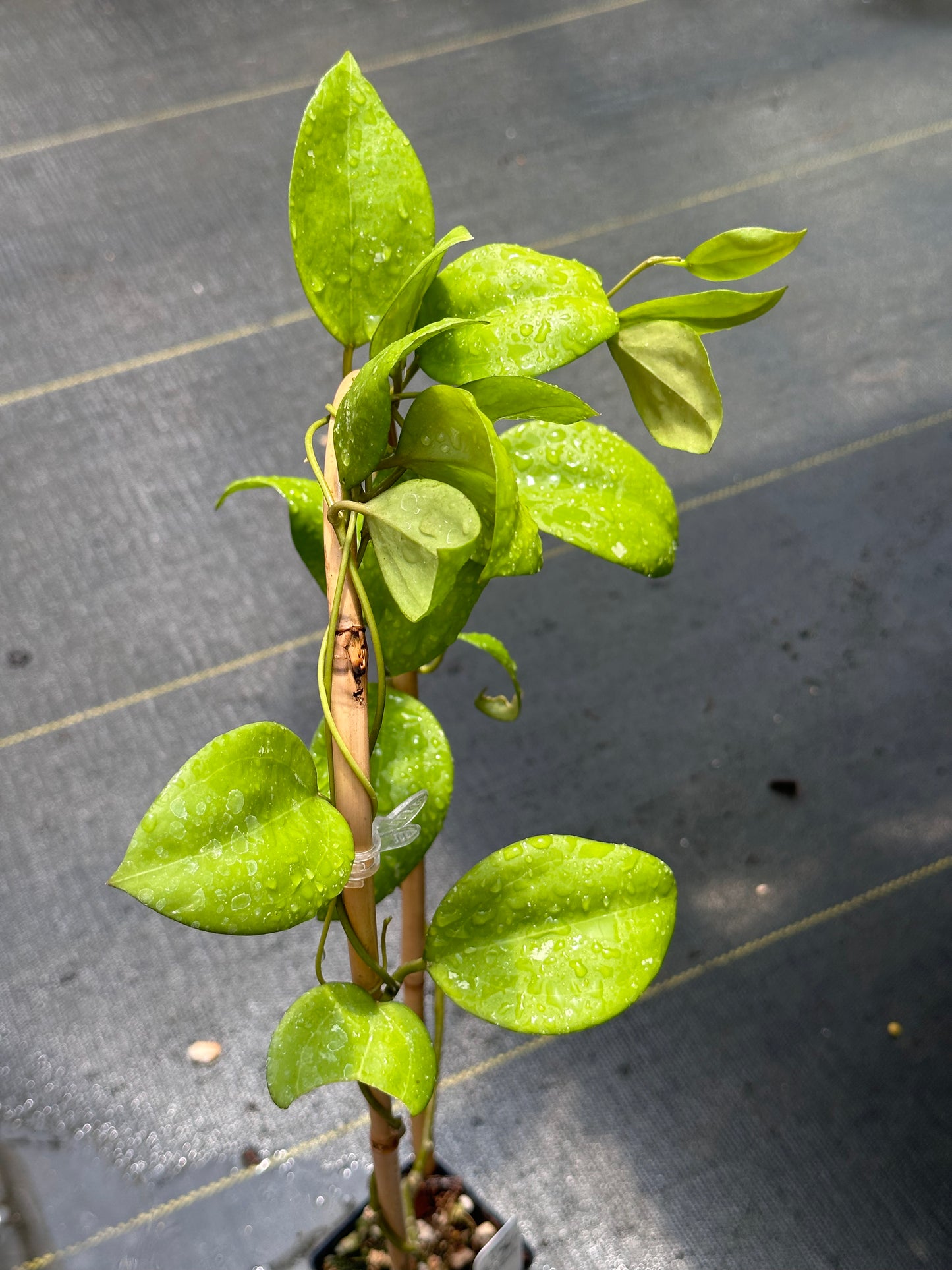 Hoya ‘Tomaz’ - Trellised