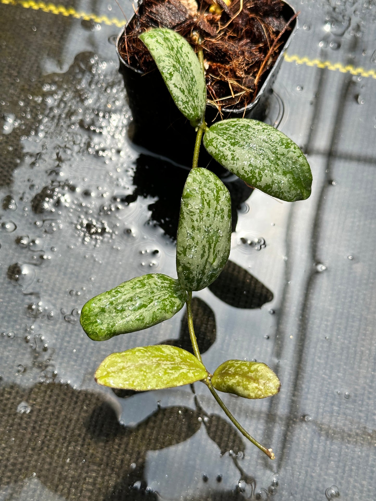 Hoya sigillatis (wide form)