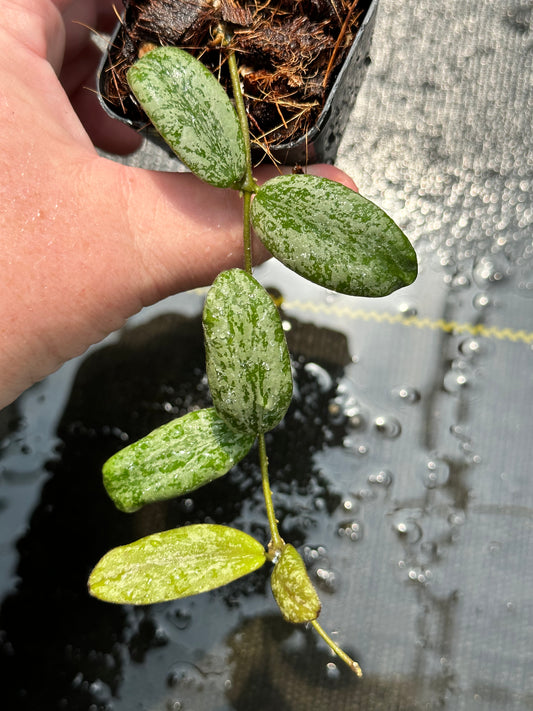 Hoya sigillatis (wide form)