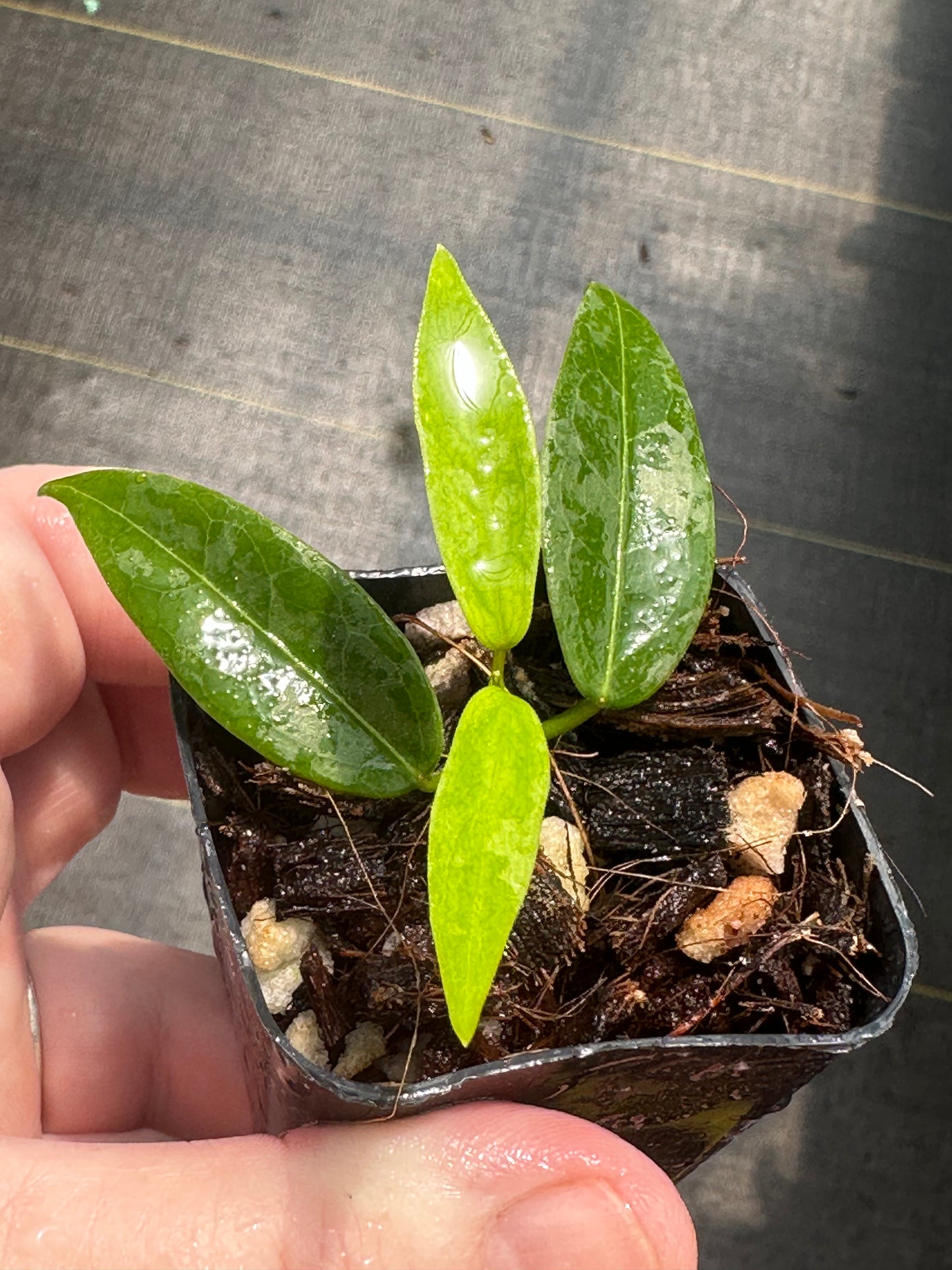 Hoya denisii