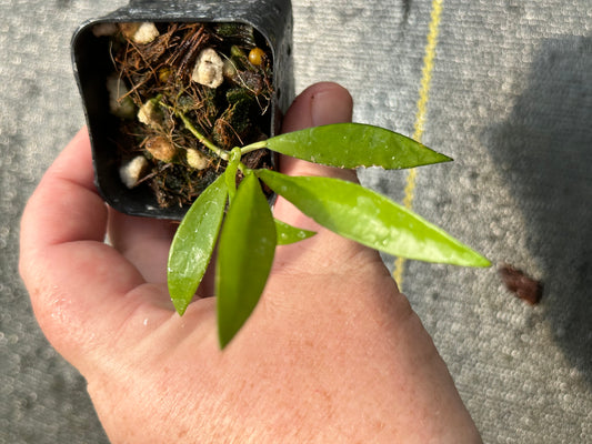 Hoya sp. Tanggamus