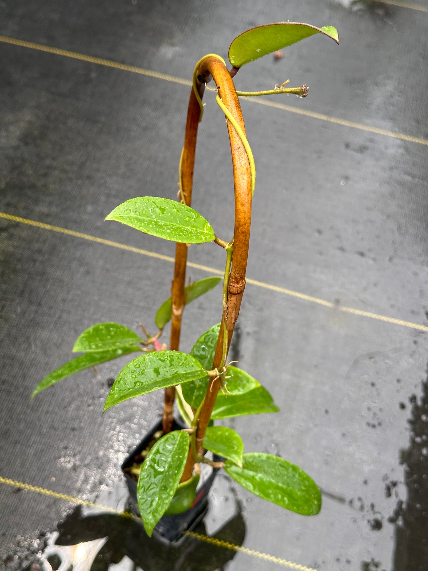 Hoya sp. Hai Phong - Trellised