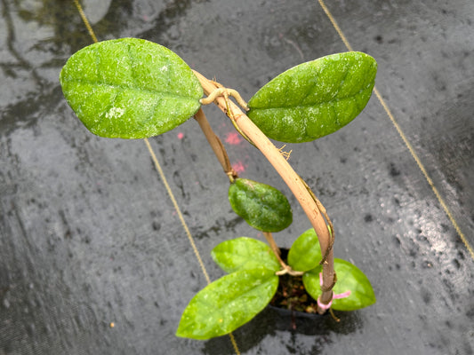 Hoya sp. Kalsel