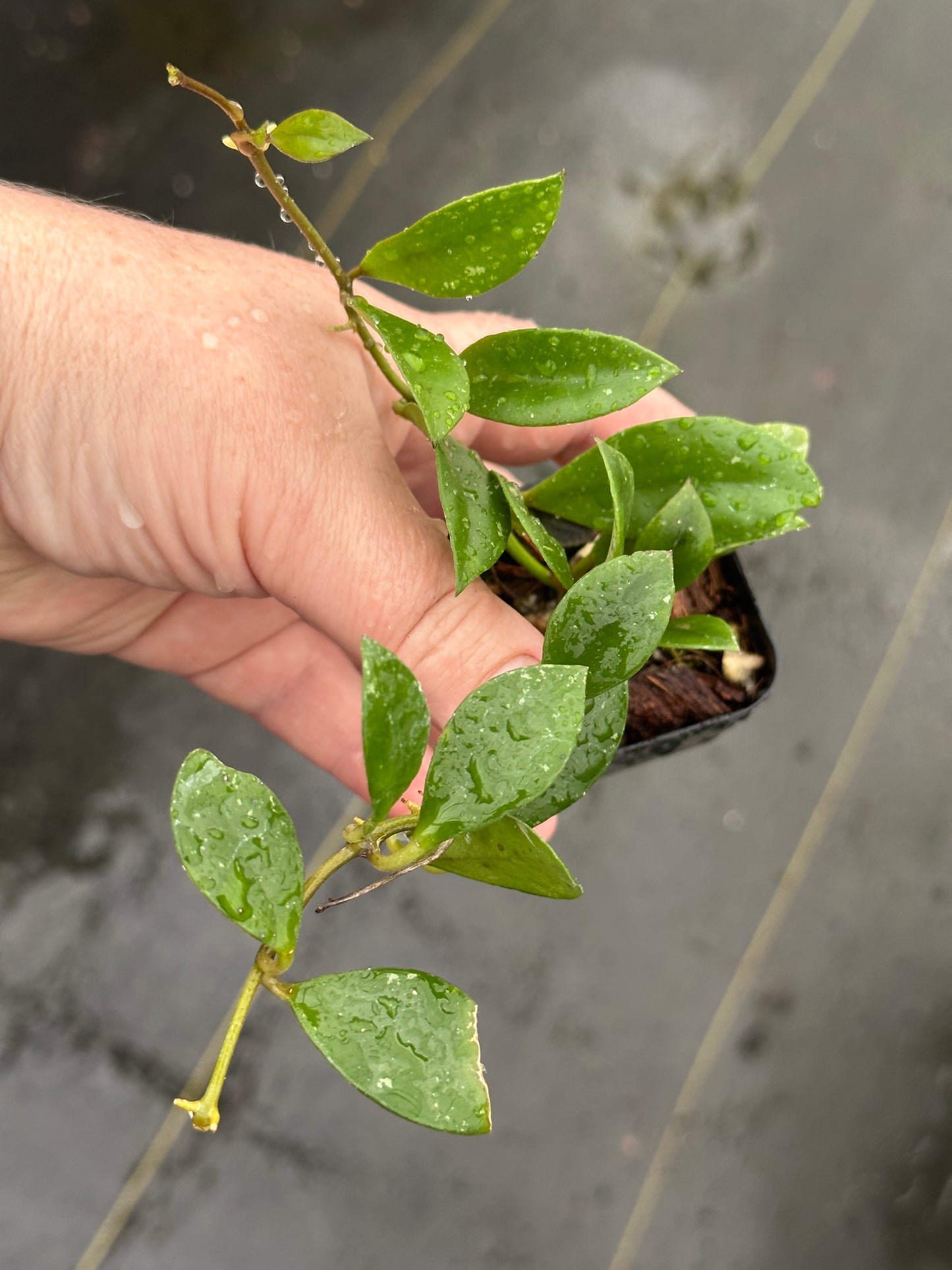 Hoya sipitangensis