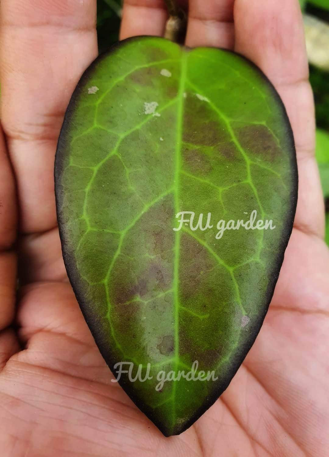 Hoya AF 02