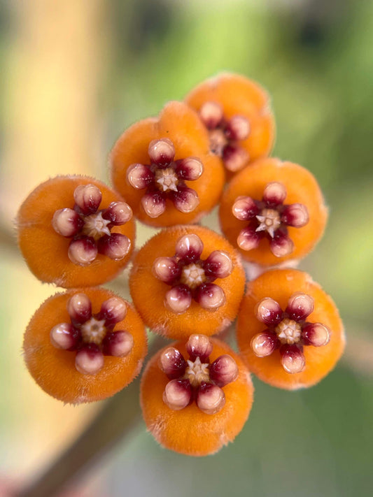 Hoya waymaniae (light splash)