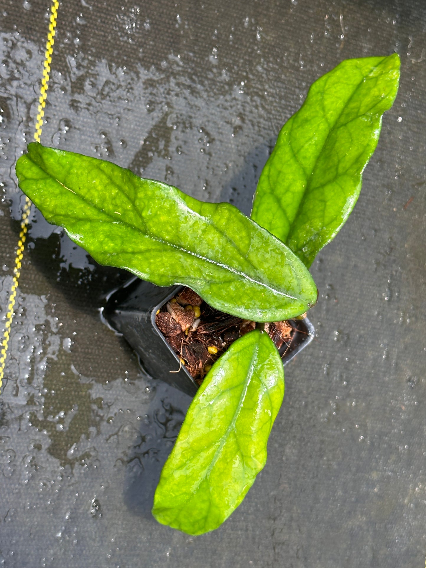 Hoya sp. Singapore