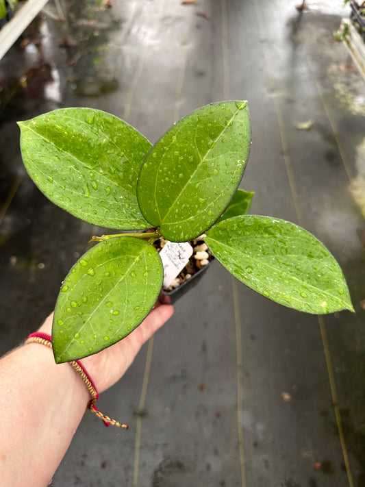 Hoya ‘Patcharawalai 023’