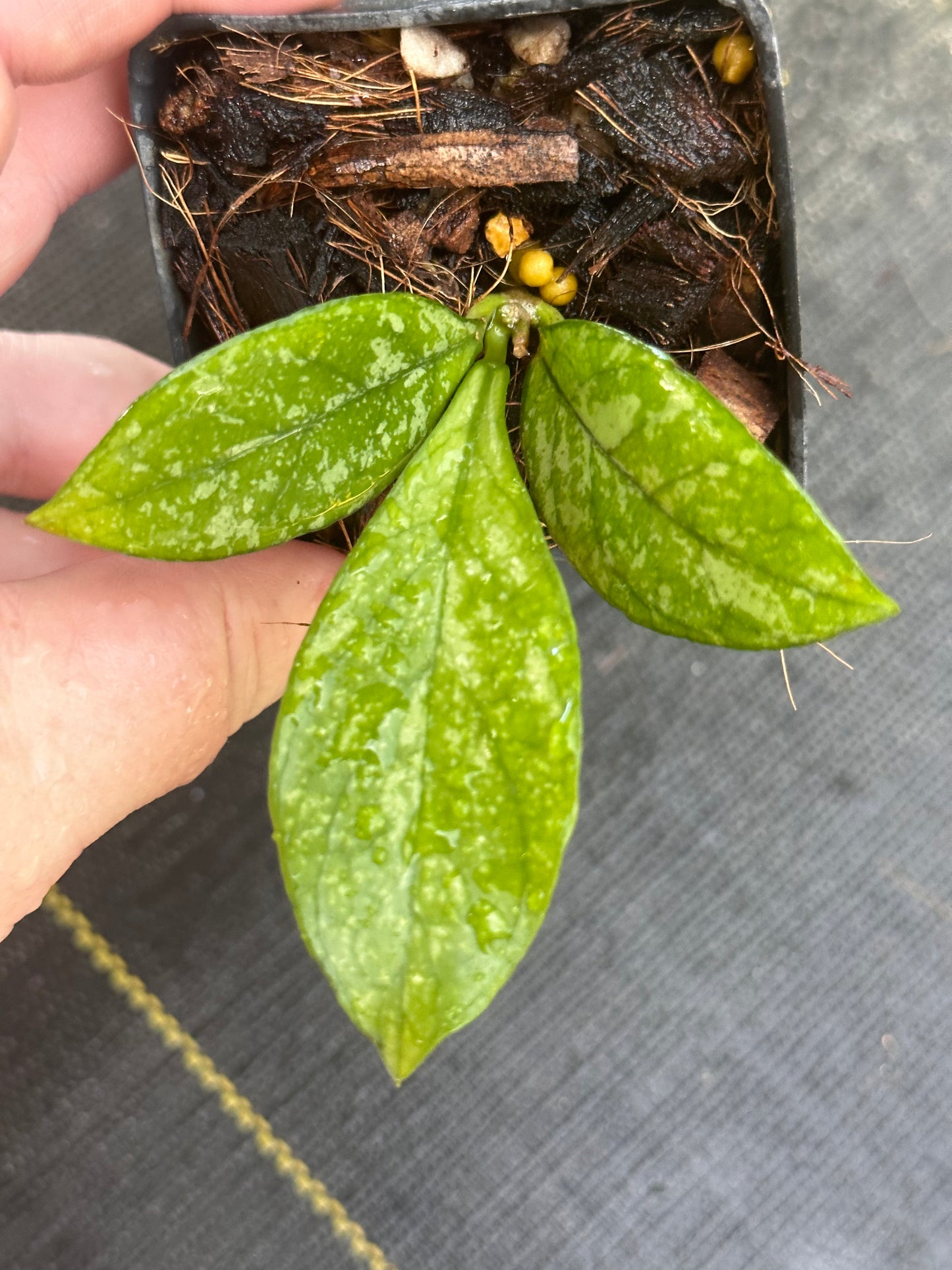 Hoya crassipetiolata (splash)