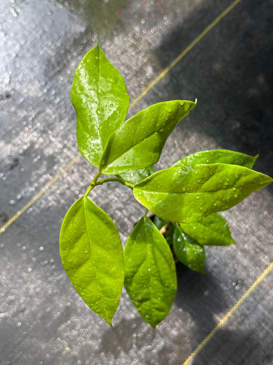 Hoya coriacea