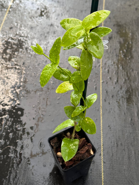 Hoya densifolia (yellow)