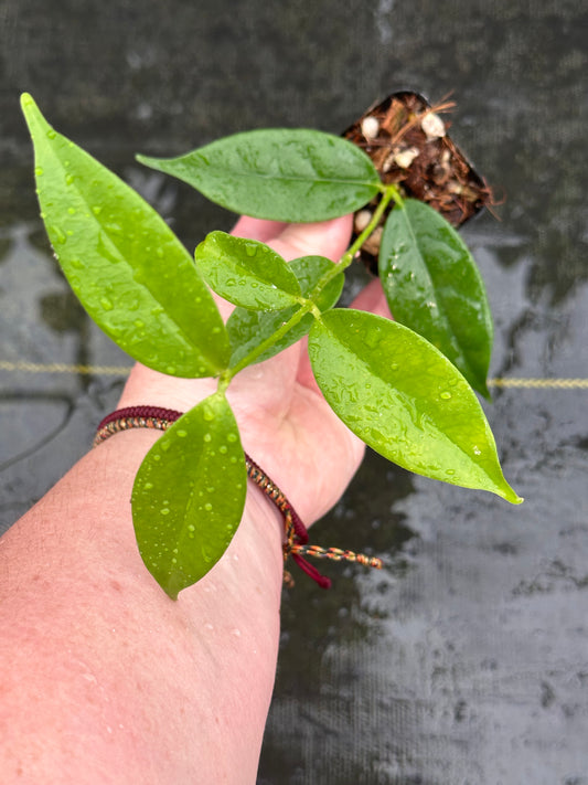 Hoya danumensis ssp. amarii