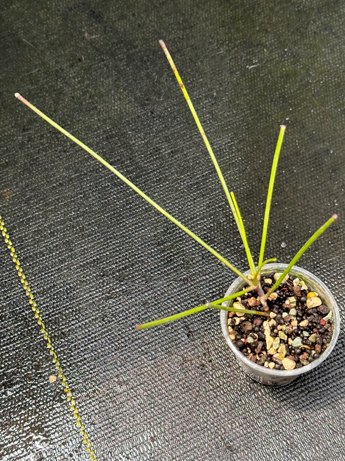 Hoya sp. aff. spartioides