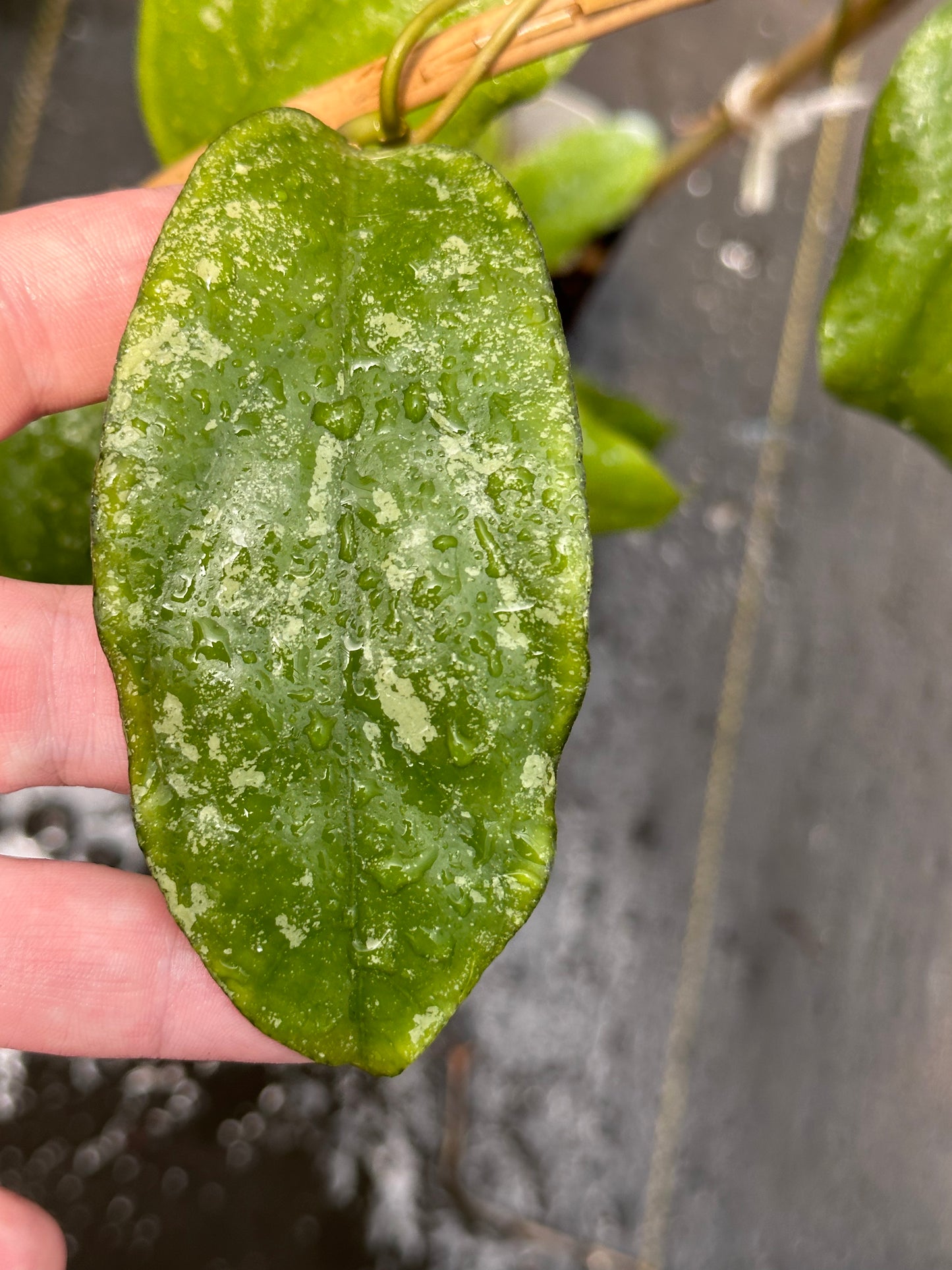 Hoya sp. Limbang (splash) - Trellised