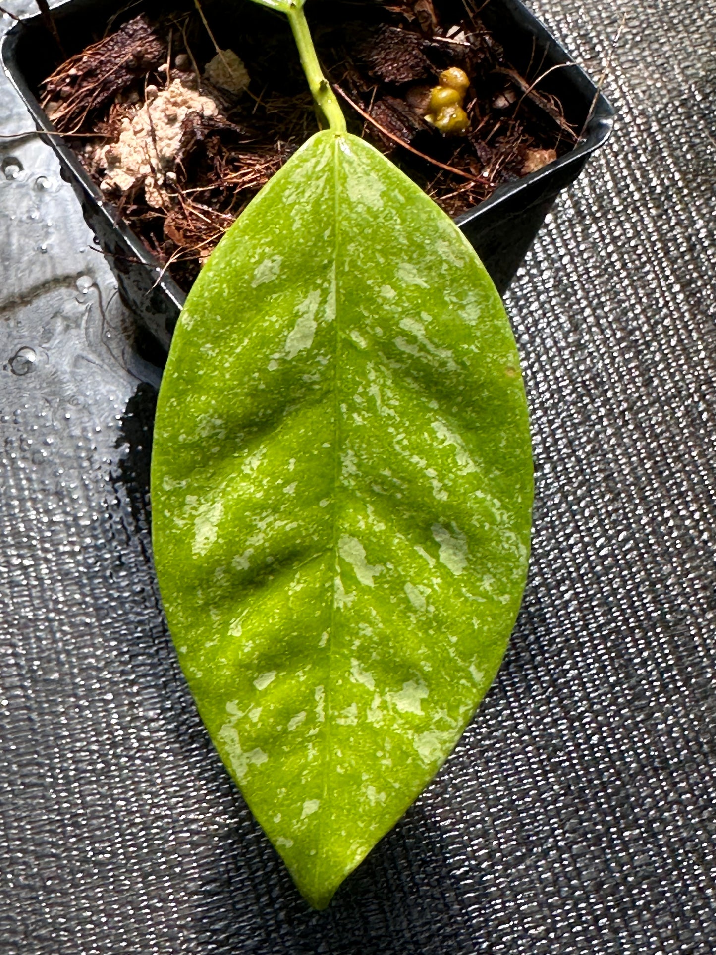 Hoya coriacea (splash)