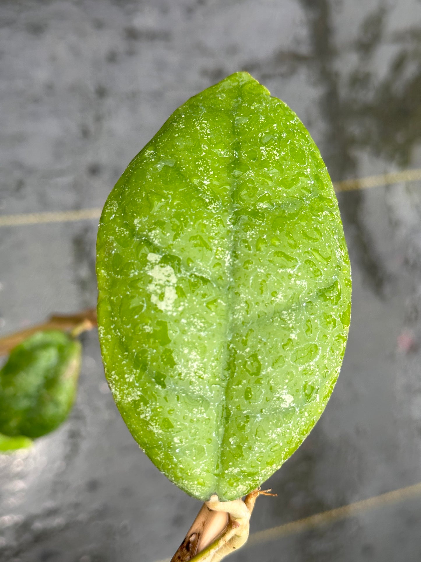 Hoya sp. Kalsel