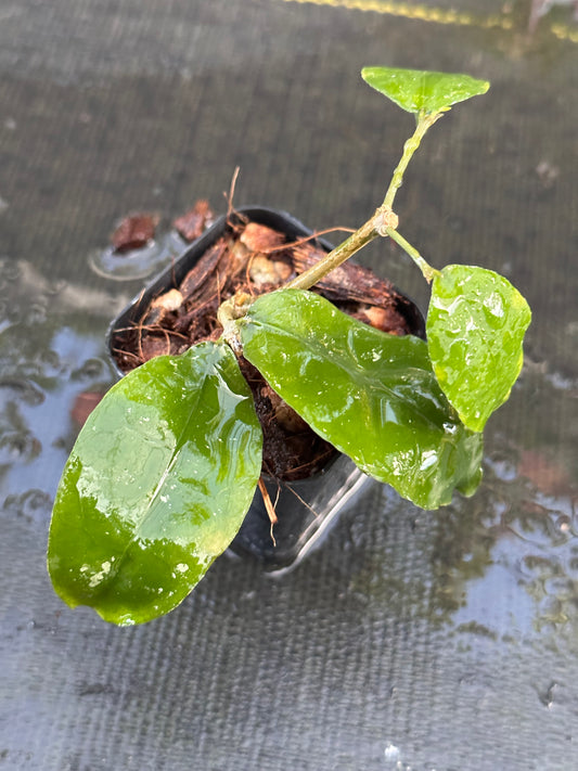 Hoya ignorata