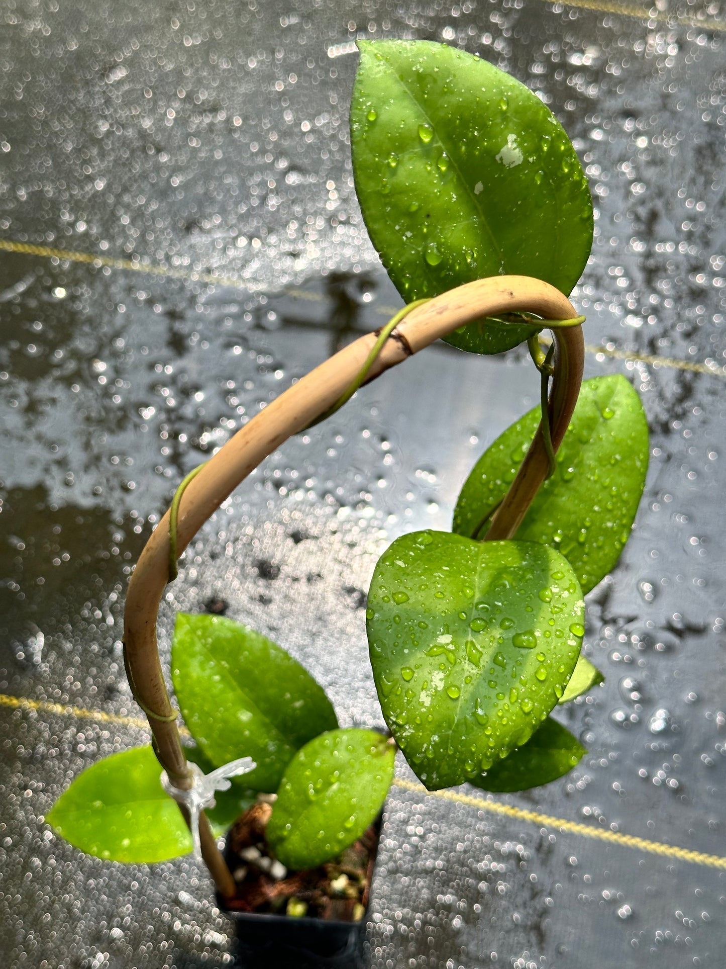 Hoya ‘Tomaz’ - Trellised